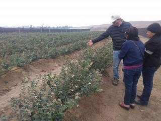 Turba acida para arándanos