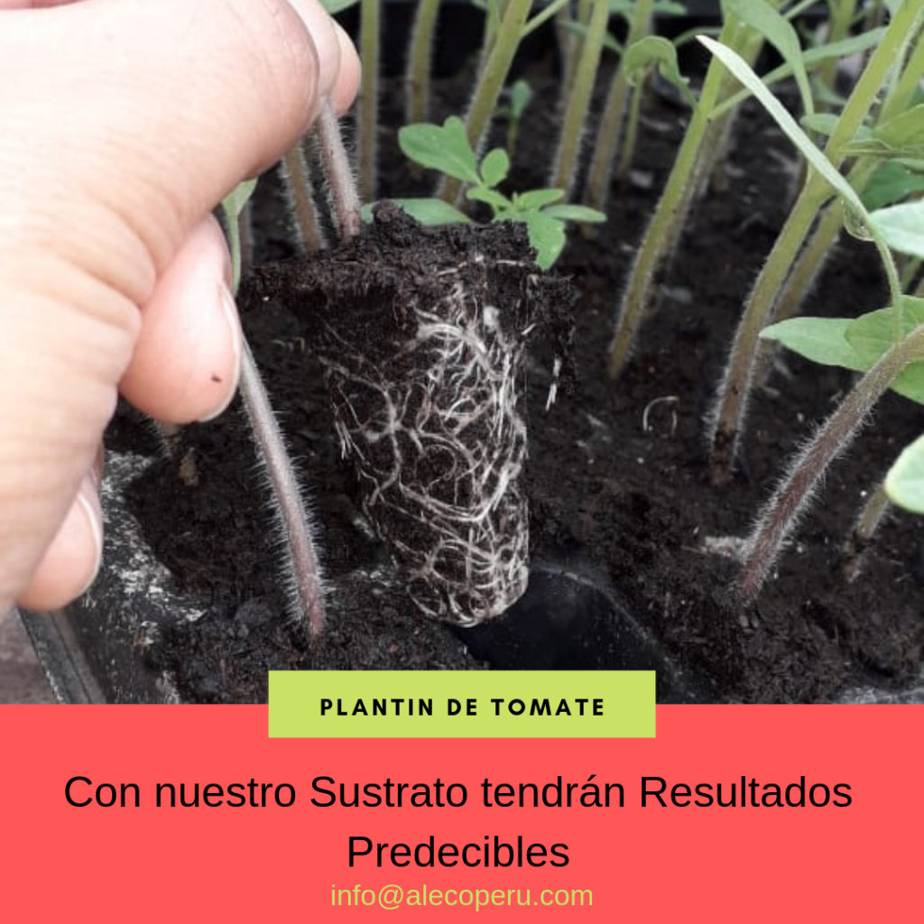 Plantin de tomate